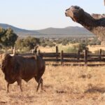 Ganadería Toros de Mollalta