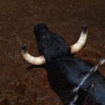 Tentadero de Daniel Luque en Valverde y Concha y Sierra