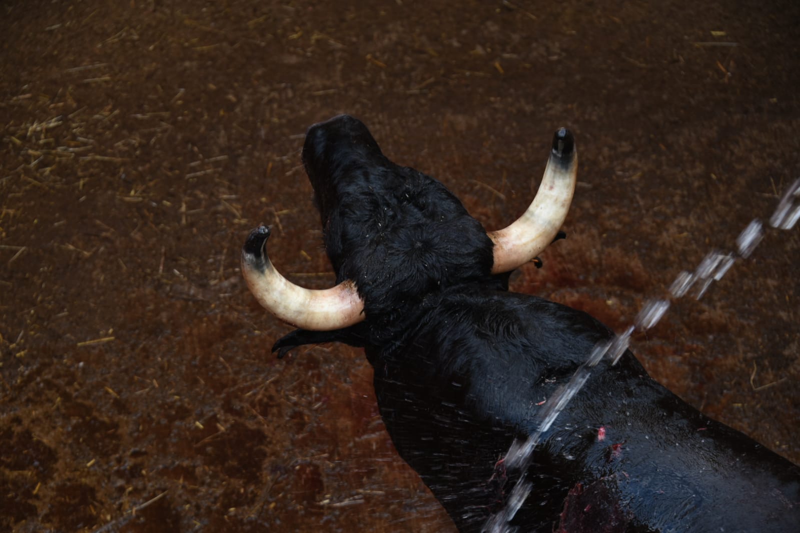 Tentadero de Daniel Luque en Valverde y Concha y Sierra