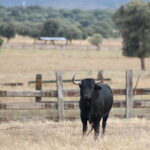 Ganadería Toros de Mollalta