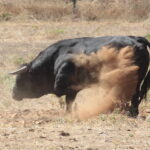 Ganadería Toros de Mollalta