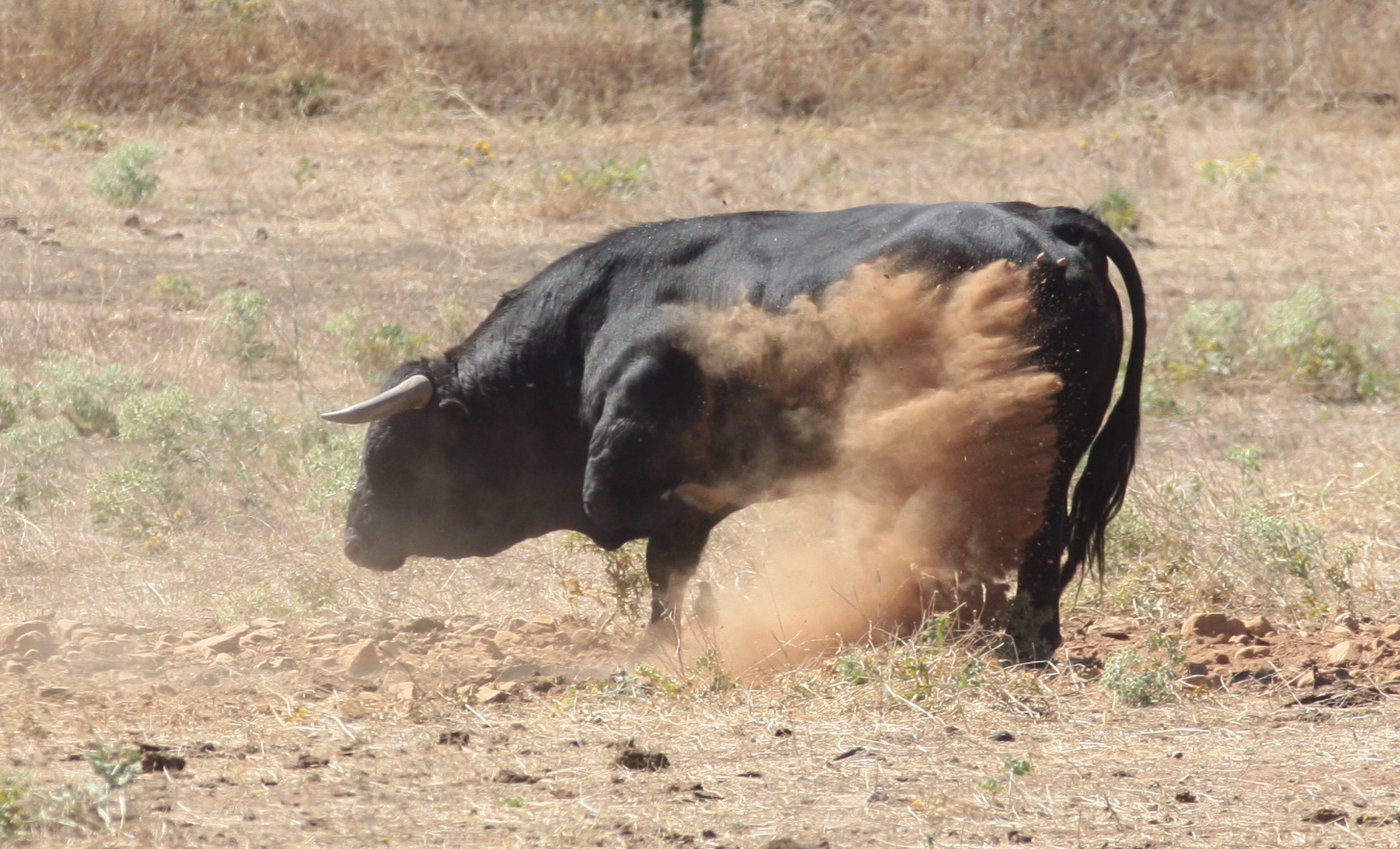Ganadería Toros de Mollalta
