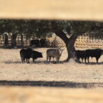 Ganadería Toros de Mollalta