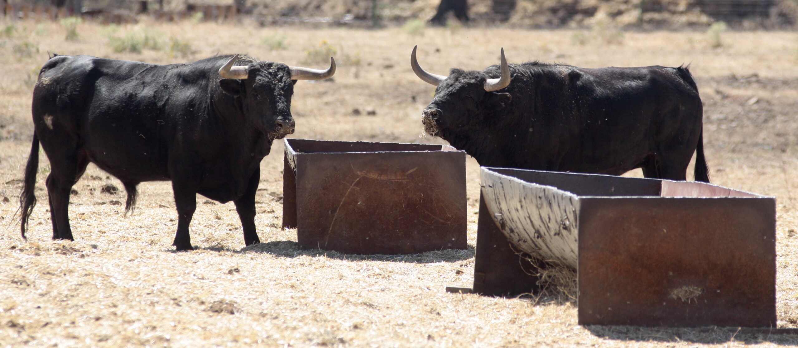 Ganadería Toros de Mollalta