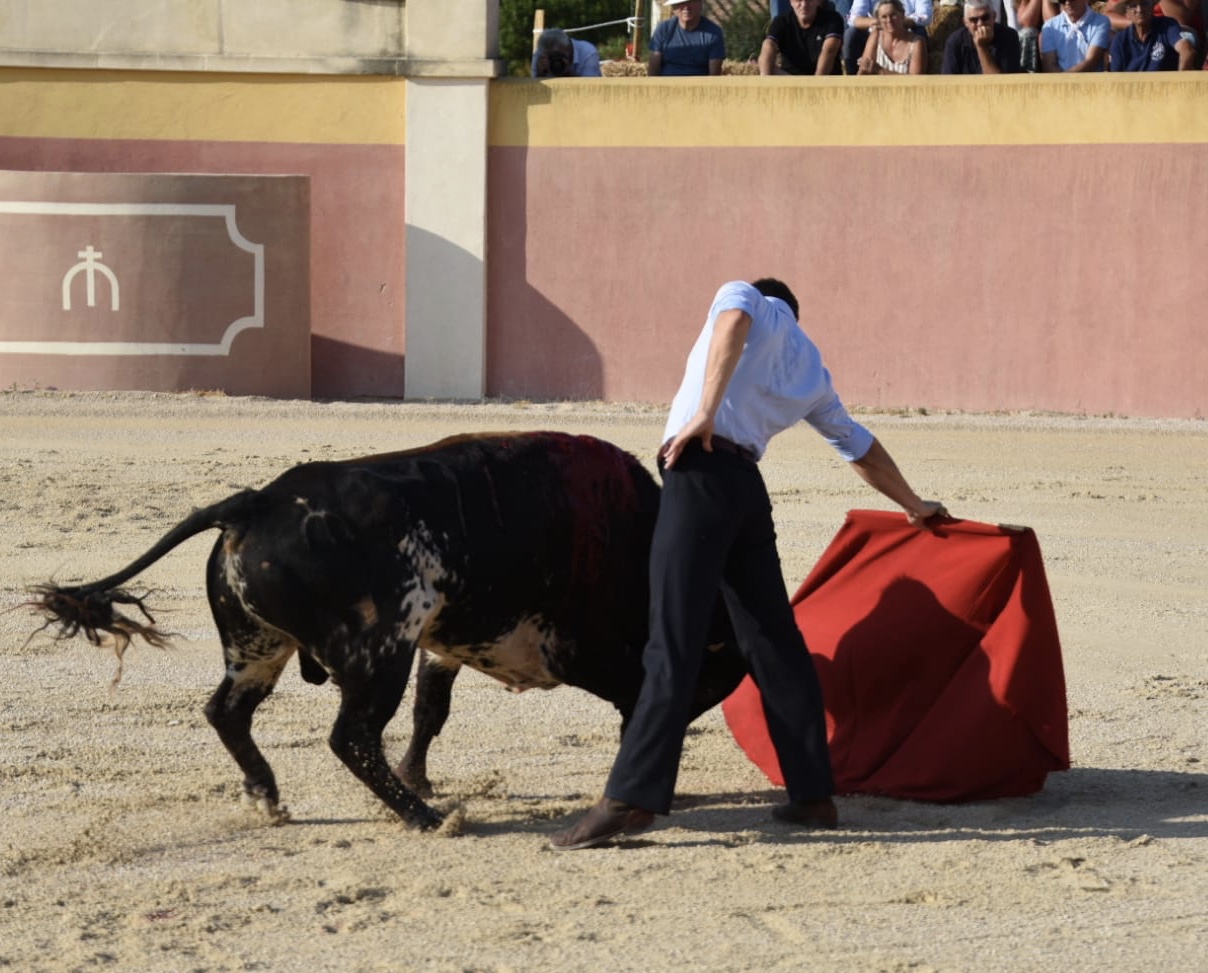 Tentadero de Daniel Luque en Valverde y Concha y Sierra