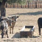Ganadería Toros de Mollalta