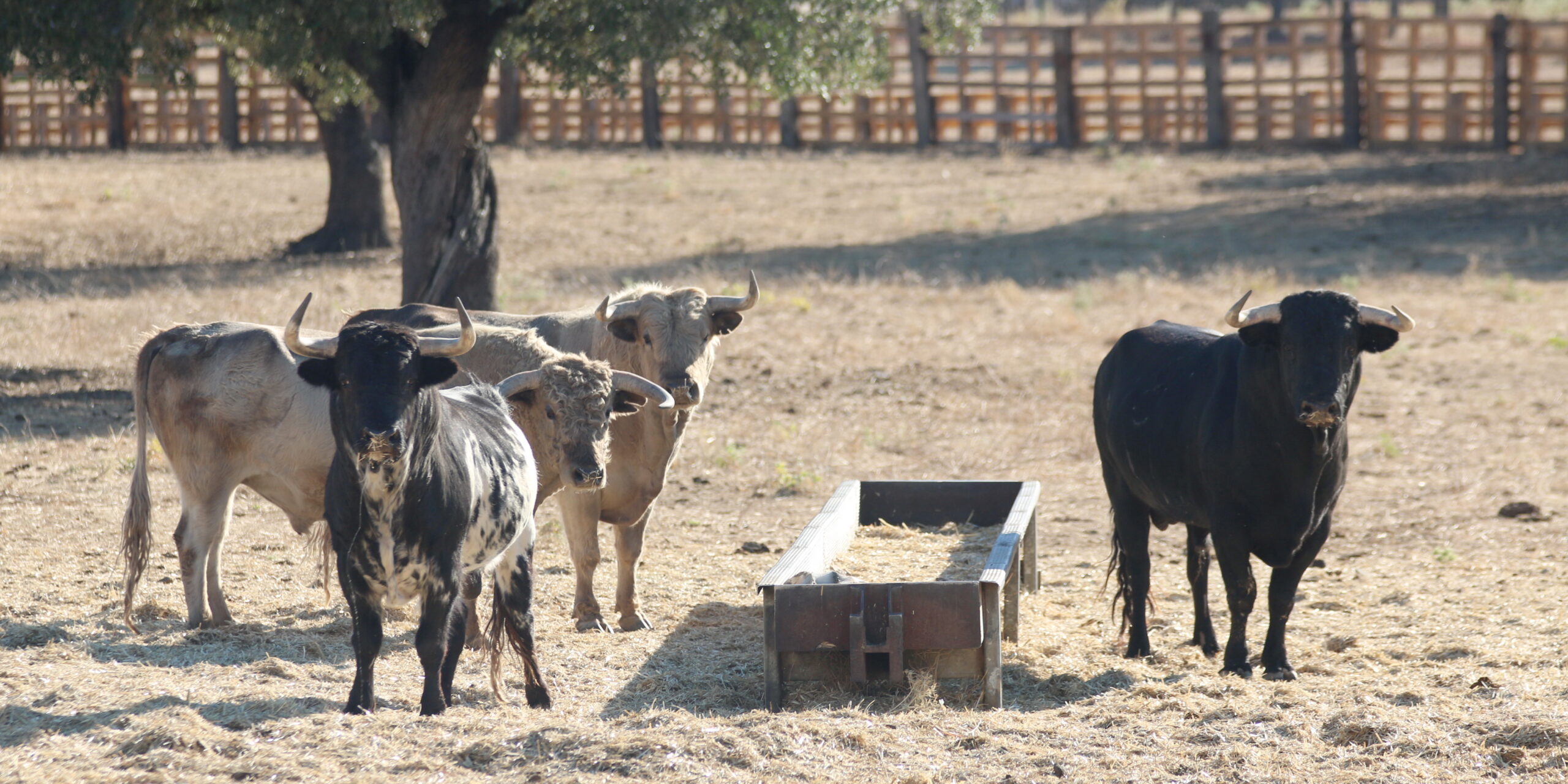 Ganadería Toros de Mollalta