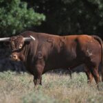 Toros de Baltasar Ibán para Teruel 2020