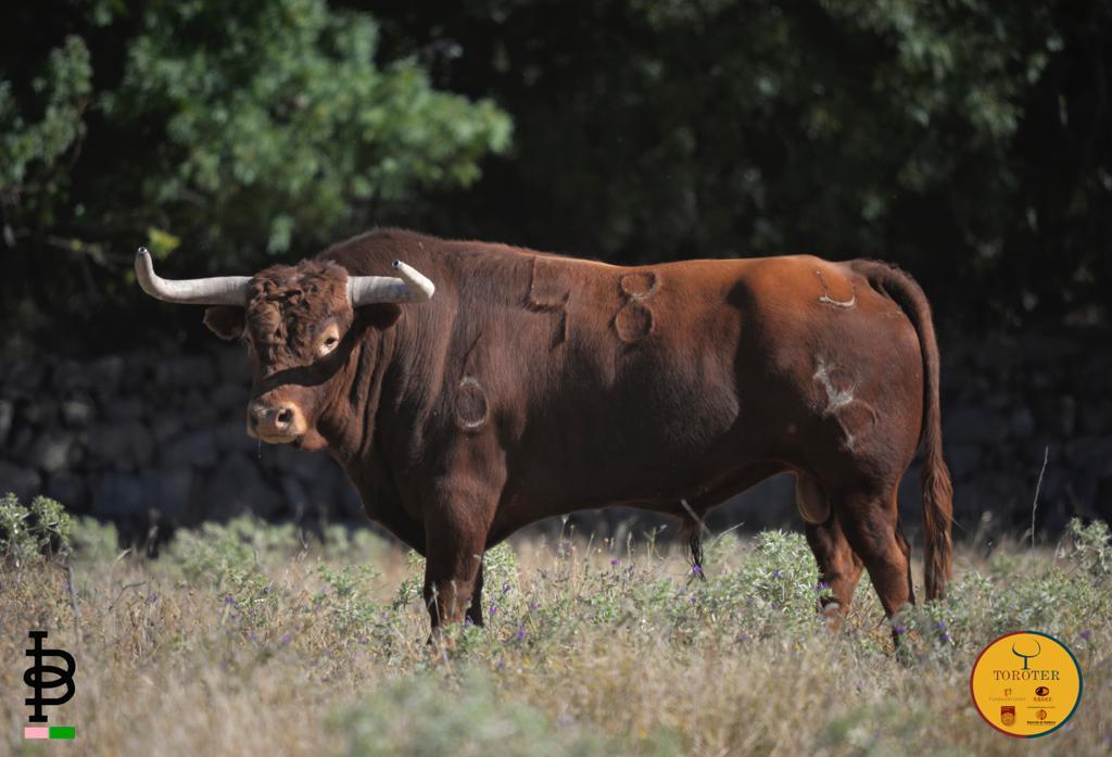 Toros de Baltasar Ibán para Teruel 2020