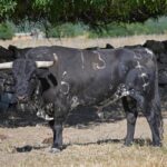Toros de Baltasar Ibán para Teruel 2020