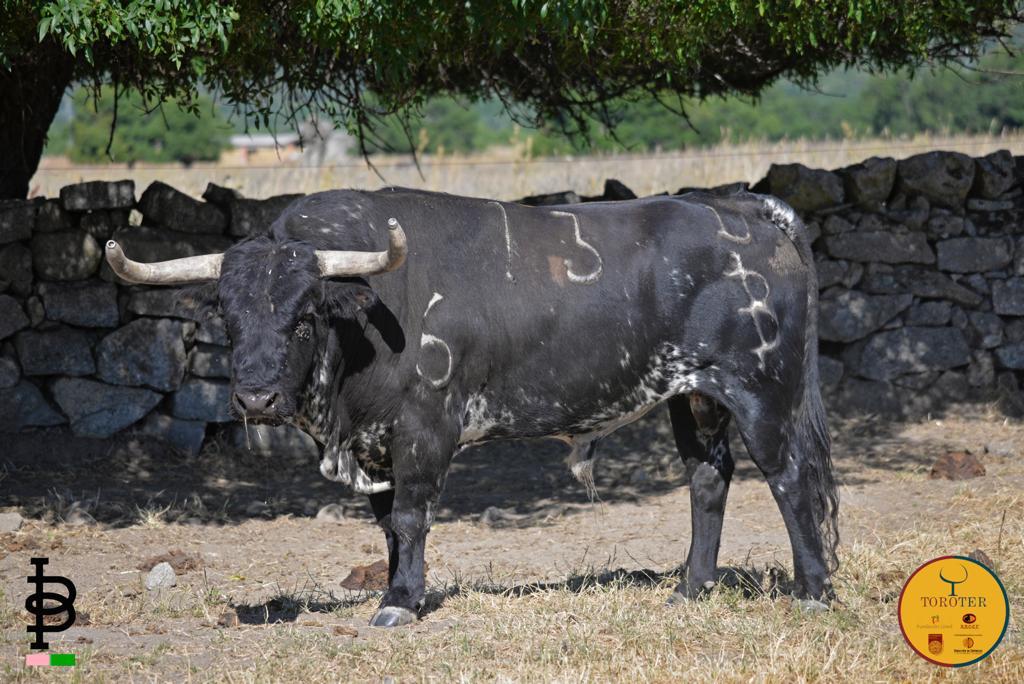 Toros de Baltasar Ibán para Teruel 2020
