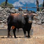 Toros de Victoriano del Río y Toros de Cortés para Teruel 2020