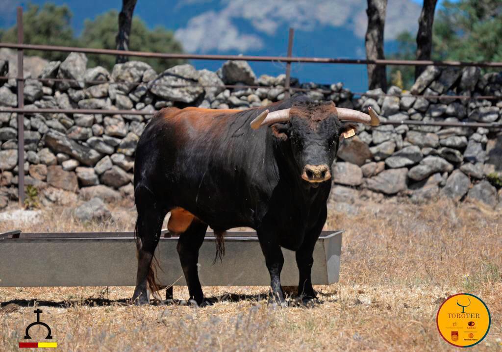 Toros de Victoriano del Río y Toros de Cortés para Teruel 2020