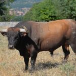 Toros de Baltasar Ibán para Teruel 2020