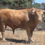 Toros de Victoriano del Río y Toros de Cortés para Teruel 2020