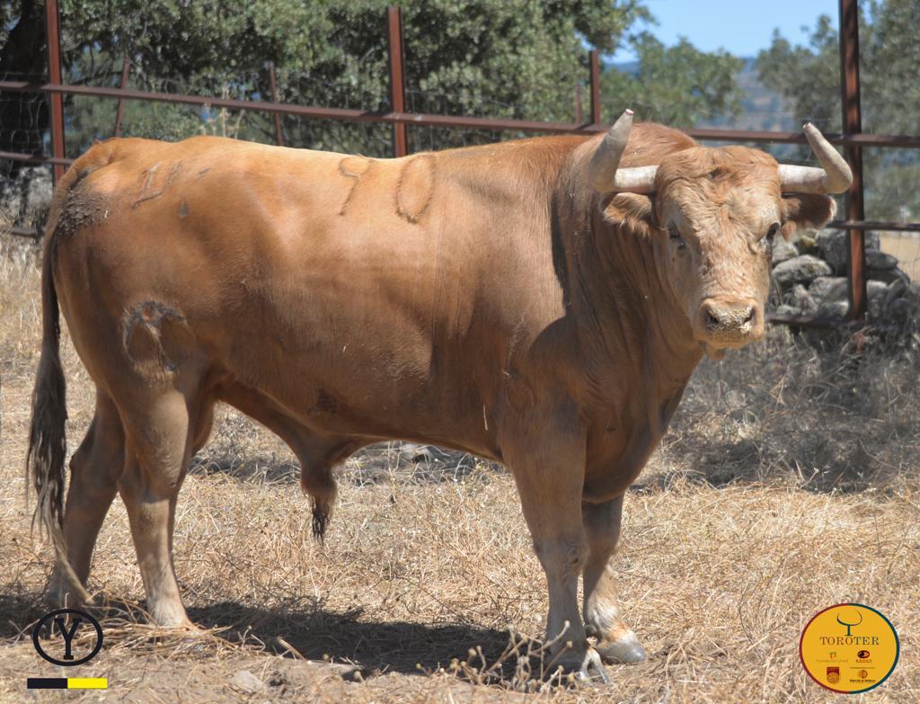 Toros de Victoriano del Río y Toros de Cortés para Teruel 2020