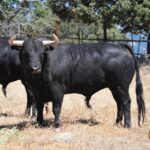 Toros de Victoriano del Río y Toros de Cortés para Teruel 2020