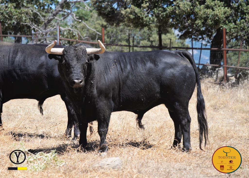 Toros de Victoriano del Río y Toros de Cortés para Teruel 2020