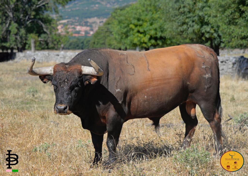 Toros de Baltasar Ibán para Teruel 2020