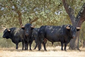 Toros de Murteira Grave