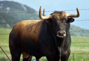 Conde (La Palmosilla). Número 82. Diciembre 2015. Capa: castaño