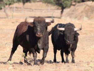 Ganadería Toros de Mollalta
