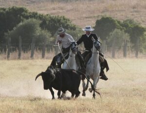 Tentadero de machos en la ganadería de Murube