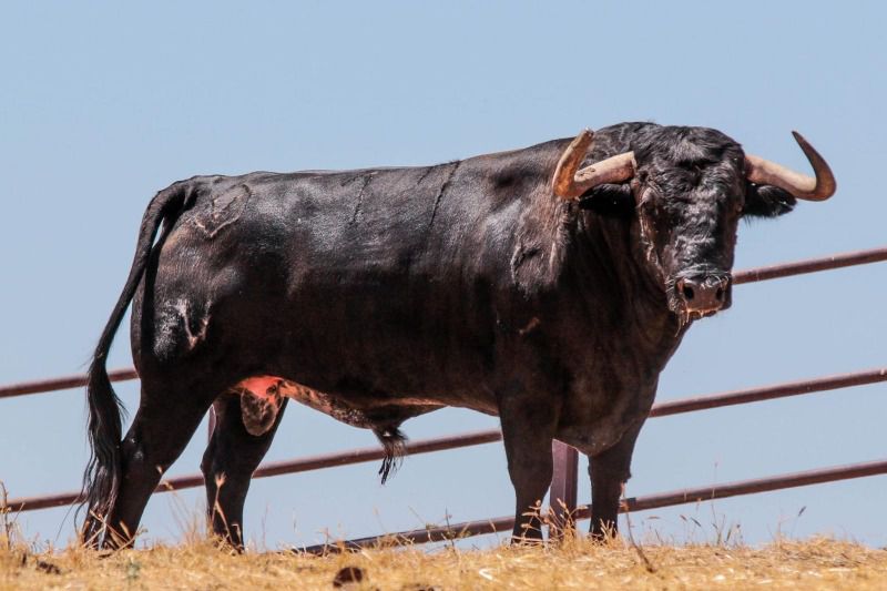 Dos Monerías de Adolfo Martín para esta tarde en Ávila