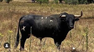 Toros de Antonio R. Brito Paes para 2020