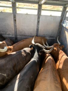 Vacas de El Torreón, al matadero