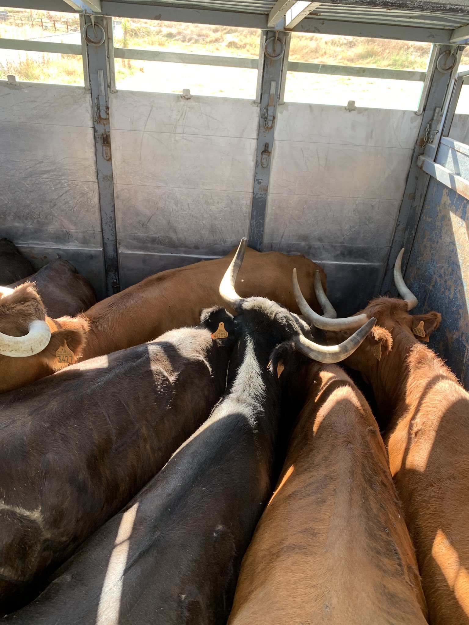 La nostalgia de César Rincón al enviar un lote de vacas al matadero