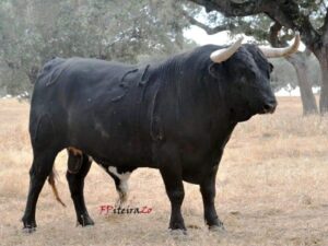 Uno de los toros de Murteira reseñado para este festejo.