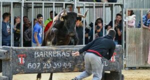 Bous al carrer en Moncada