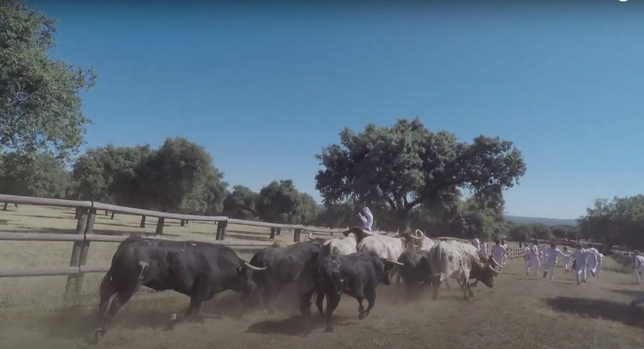 Emocionante y arriesgado encierro sanferminero en la ganadería de José Cruz