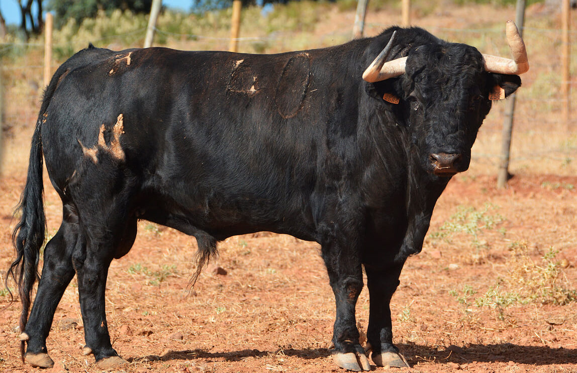 Los toros de Manuel Blázquez para el regreso de Fortes