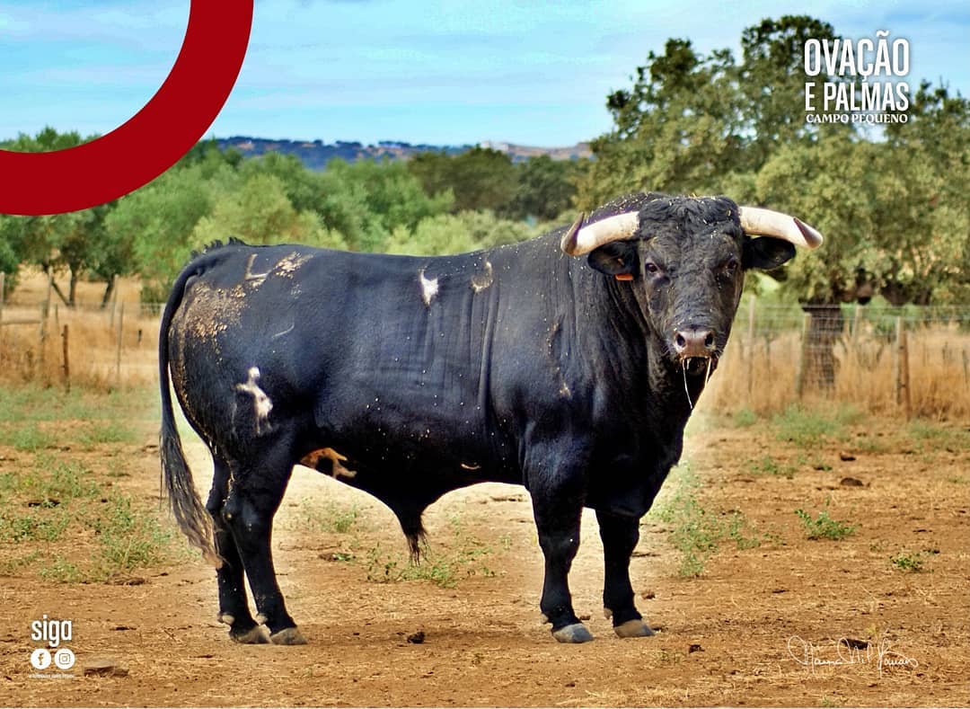Los de Romao Tenorio para este jueves en Lisboa