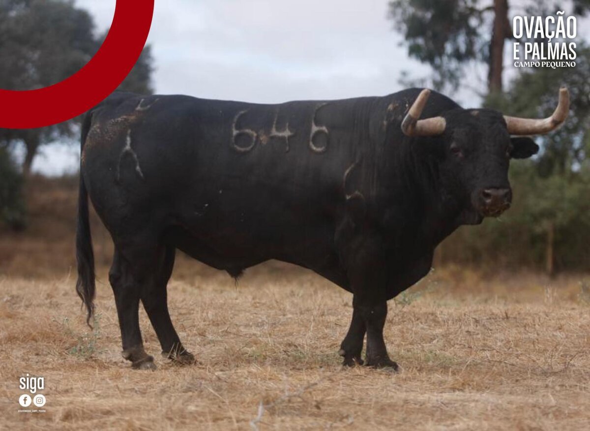 Hondo encierro de Veiga Teixeira para Lisboa