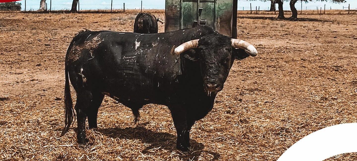 Los toros de Romao Tenorio para Campo Pequeno