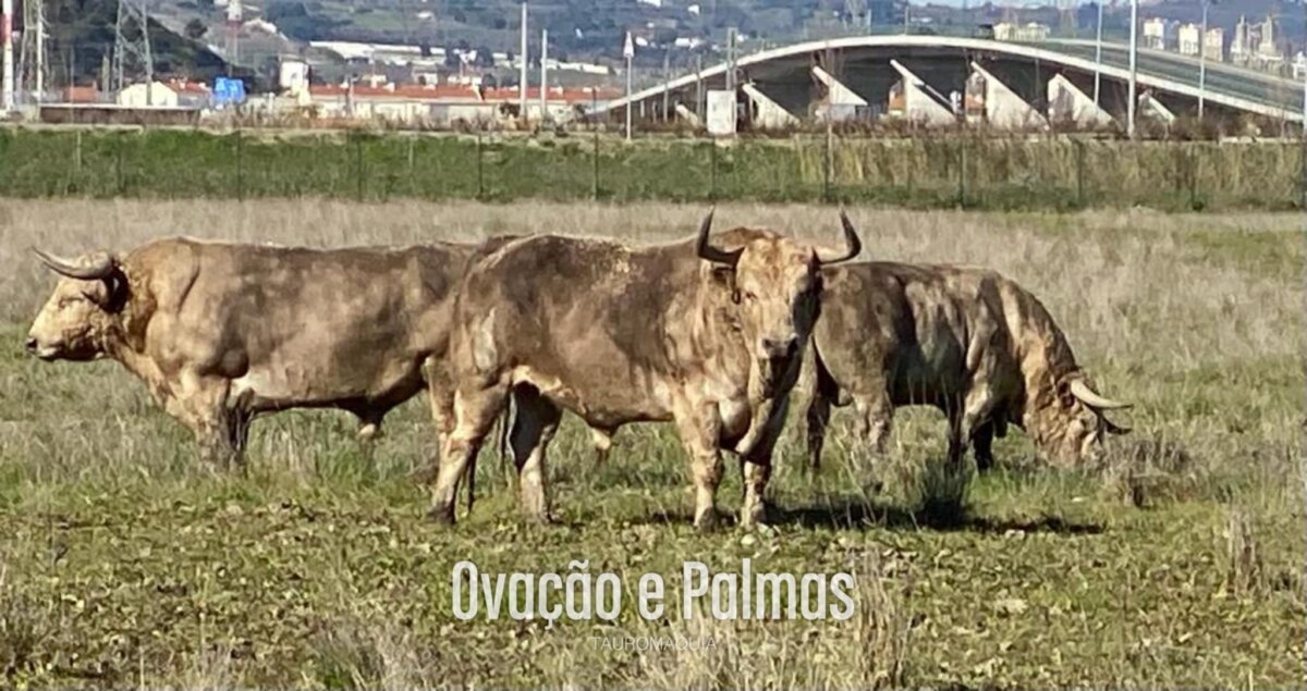 La empresa de Campo Pequeno reseña las primeras corridas para 2021