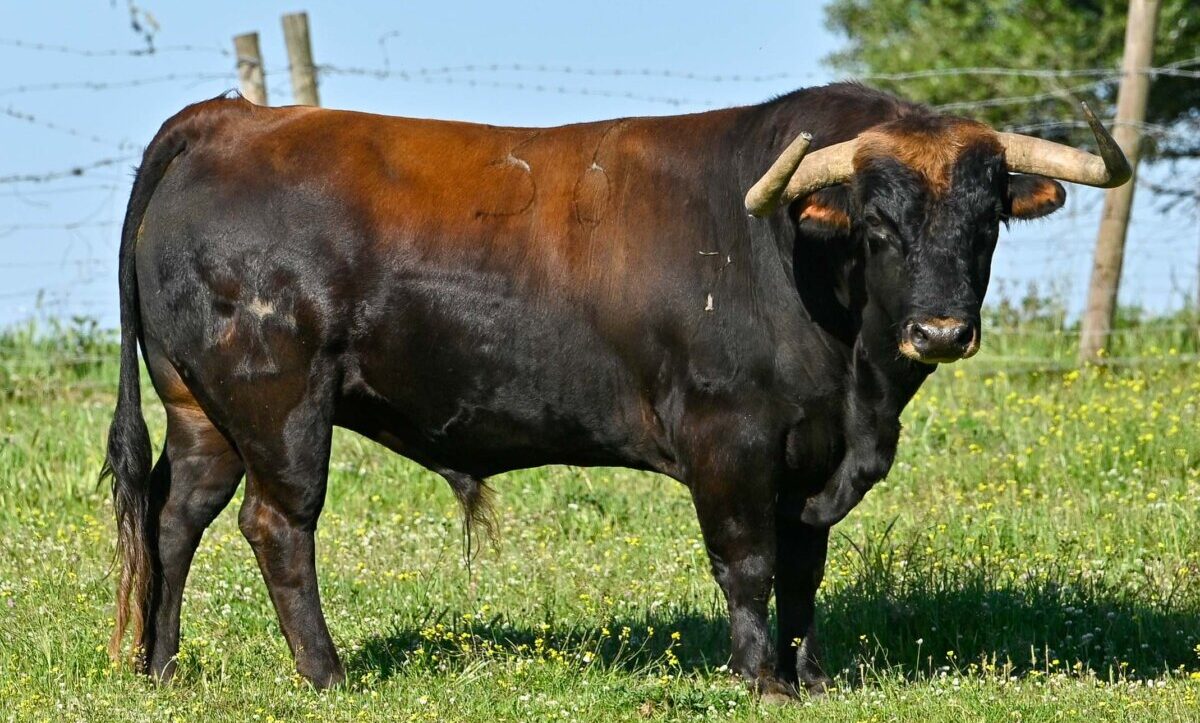 Estos son los espectaculares toros de Sao Torcato para Chamusca