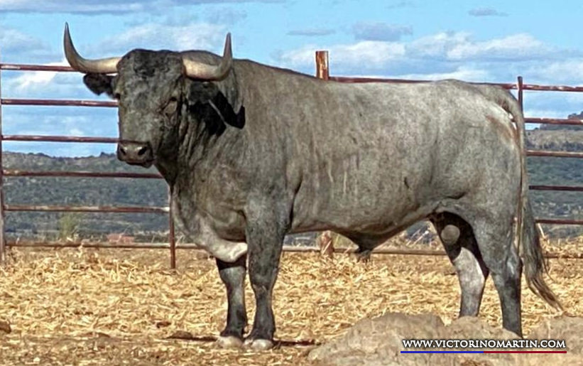 Suspendida la corrida de Victorino Martín en Esquivias