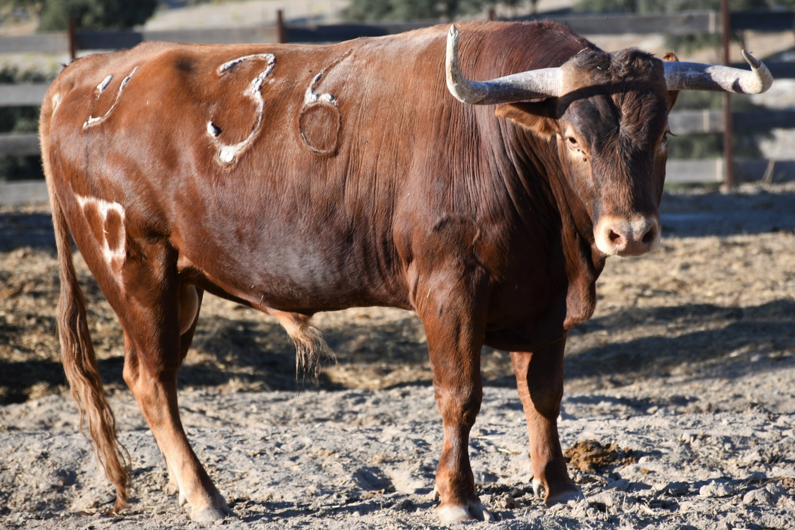 El trapío de los novillos de San Isidro para Añover de Tajo