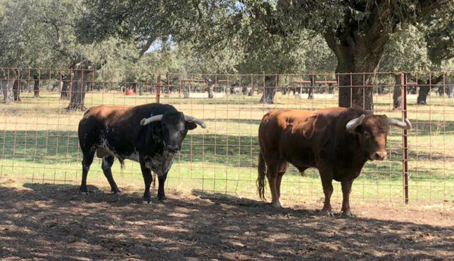 Los toros de García Jiménez para Antequera