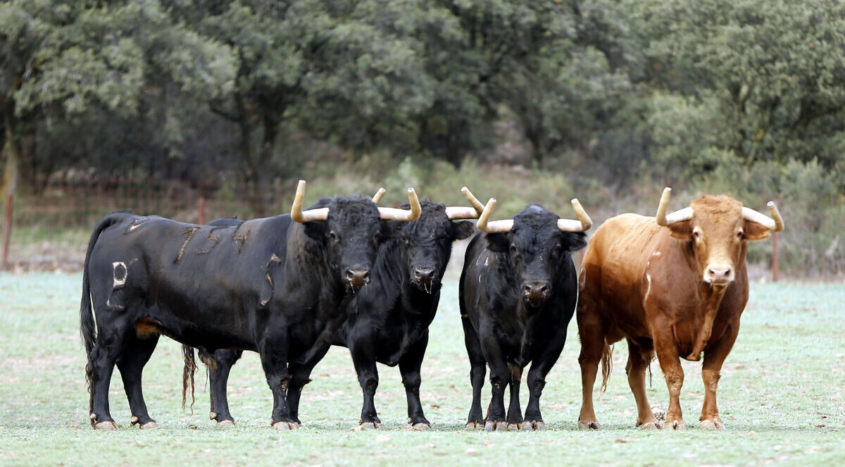 Alcurrucén, un espectáculo de hechuras... y de caras