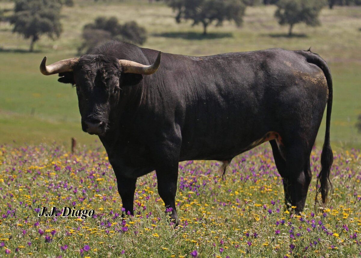 Los miuras para Logroño