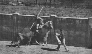 La becerra mete los riñones recargando, uno de los hijos de Pepe Luis Vázquez al quite.