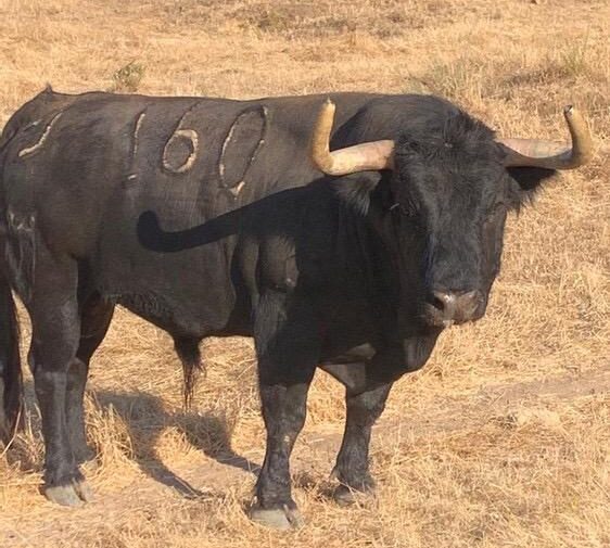 Los toros de Juan Pedro Domecq para Andújar