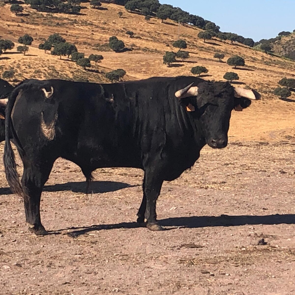 Los novillos de Domínguez Camacho para Antequera