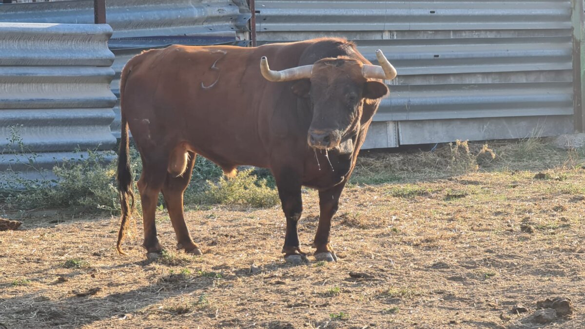 Los toros de Sánchez Arjona para Valdetorres de Jarama
