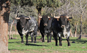 Toros de la camada de saca 2020 (Aranda)